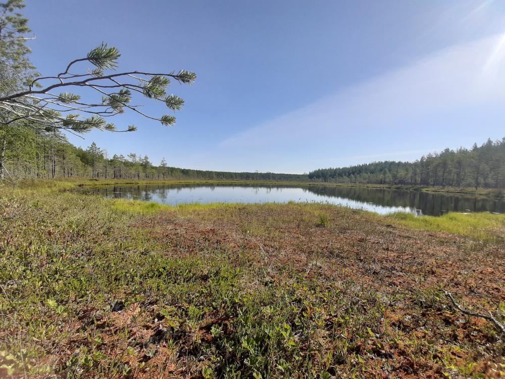 HAKUINFO: Ennallistamiseen liittyvien JTF-hankkeiden haku Itä-Suomessa