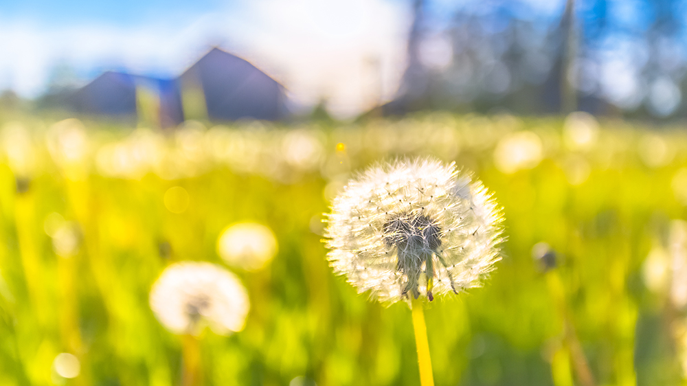 smörblommor på åkern