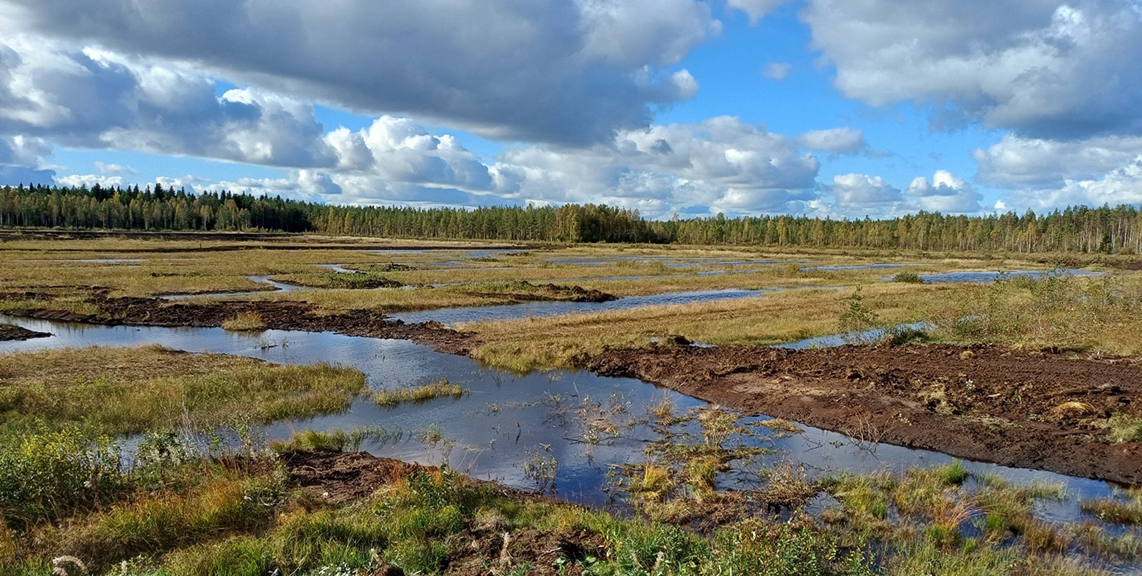 Valmistunut kosteikko, jossa vesialueita ja kasvillisuutta.