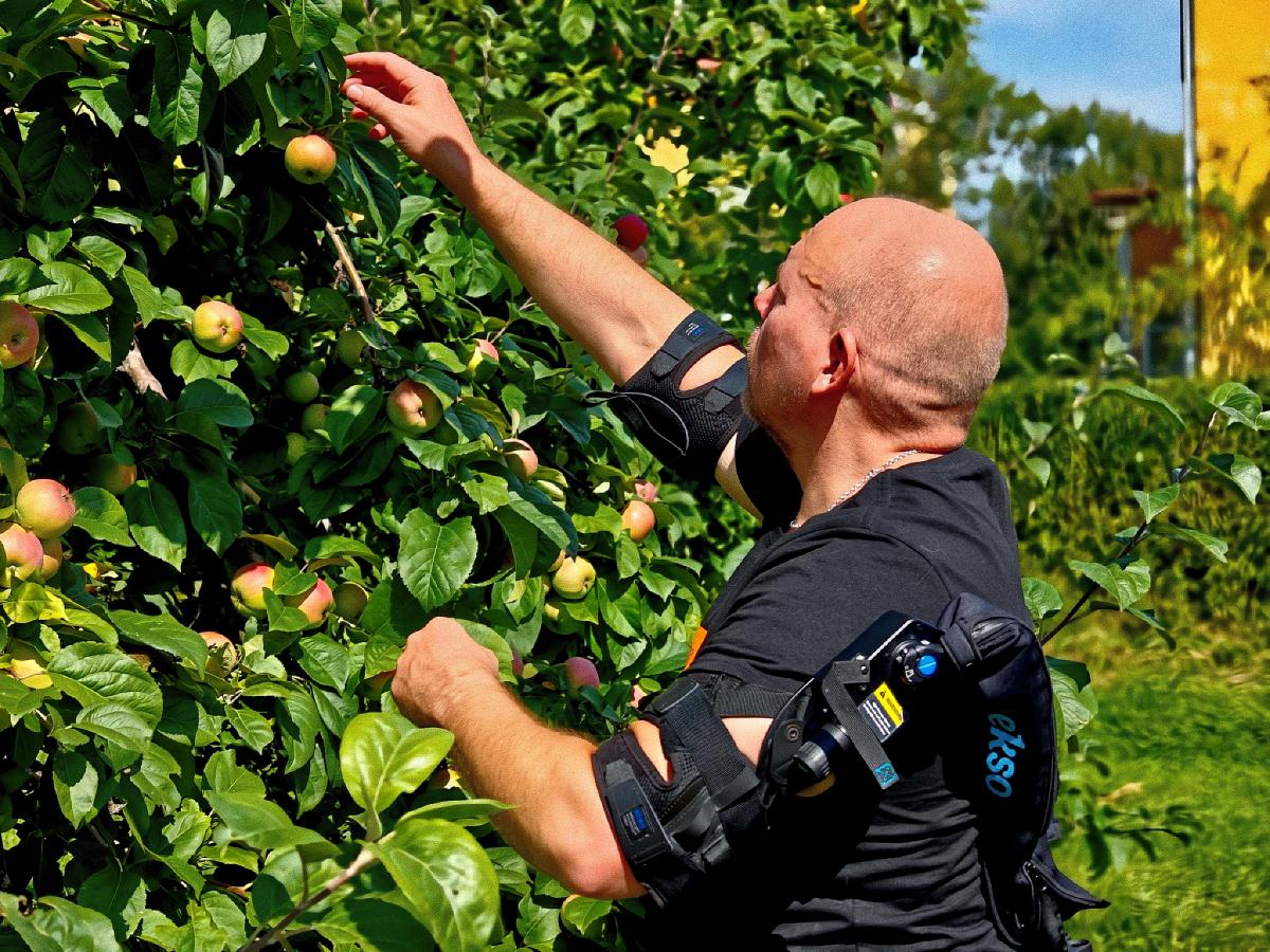 Kaljupäinen henkilö kuvattuna takaviistosta, ojentaa kättään ylöspäin ja poimii omenaa puusta. Mustan t-paidan päälle on puettu musta eksoskeleton, joka on kiinni ylävartalossa ja käsivarsissa..