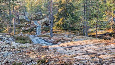 Kuva metsään tehdystä reitti-infrasta.
